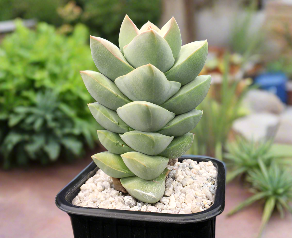 Crassula 'Moonglow'