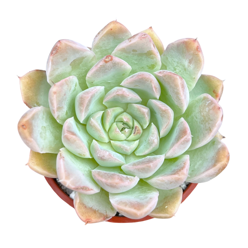 Echeveria sanchez-mejoradae