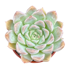 Echeveria sanchez-mejoradae