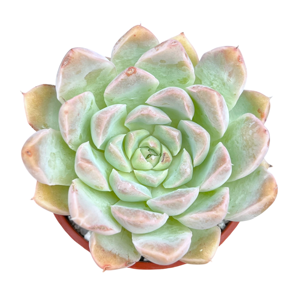 Echeveria sanchez-mejoradae