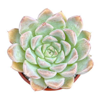 Echeveria sanchez-mejoradae