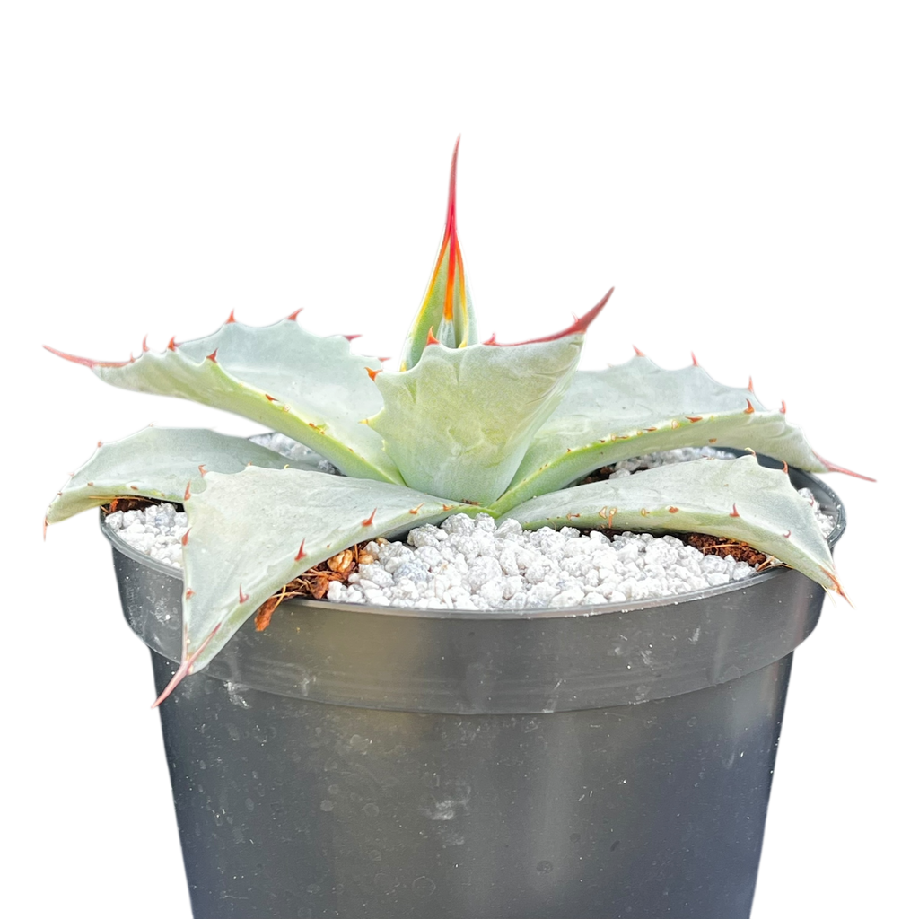 Agave montana x gentryi