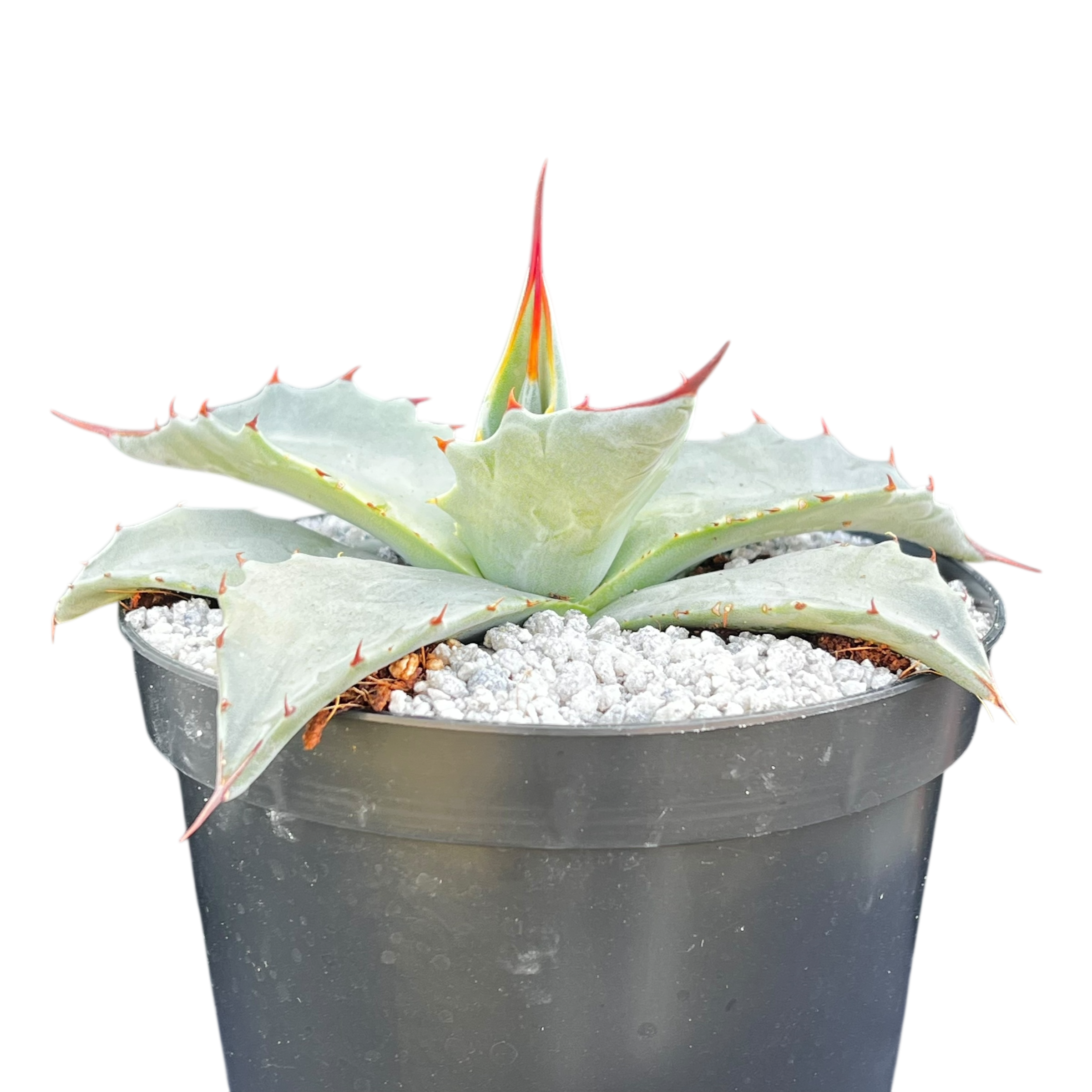 Agave montana x gentryi