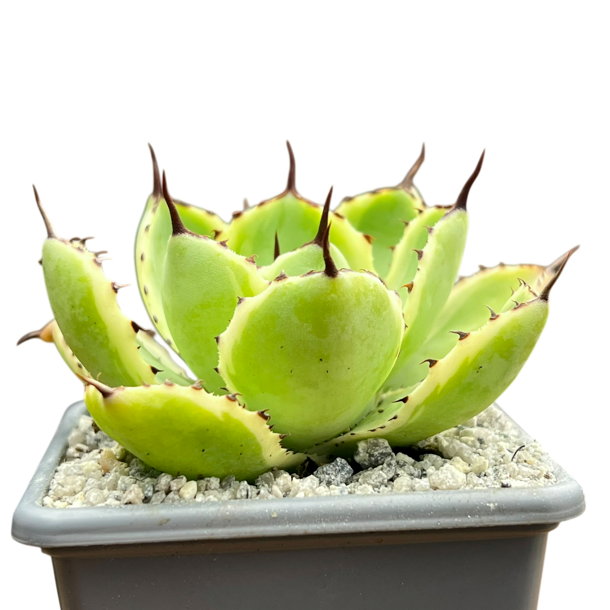 アガベ ポタトラム '吉祥冠' – Surreal Succulents