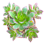 Aeonium 'Cornish Pixie'