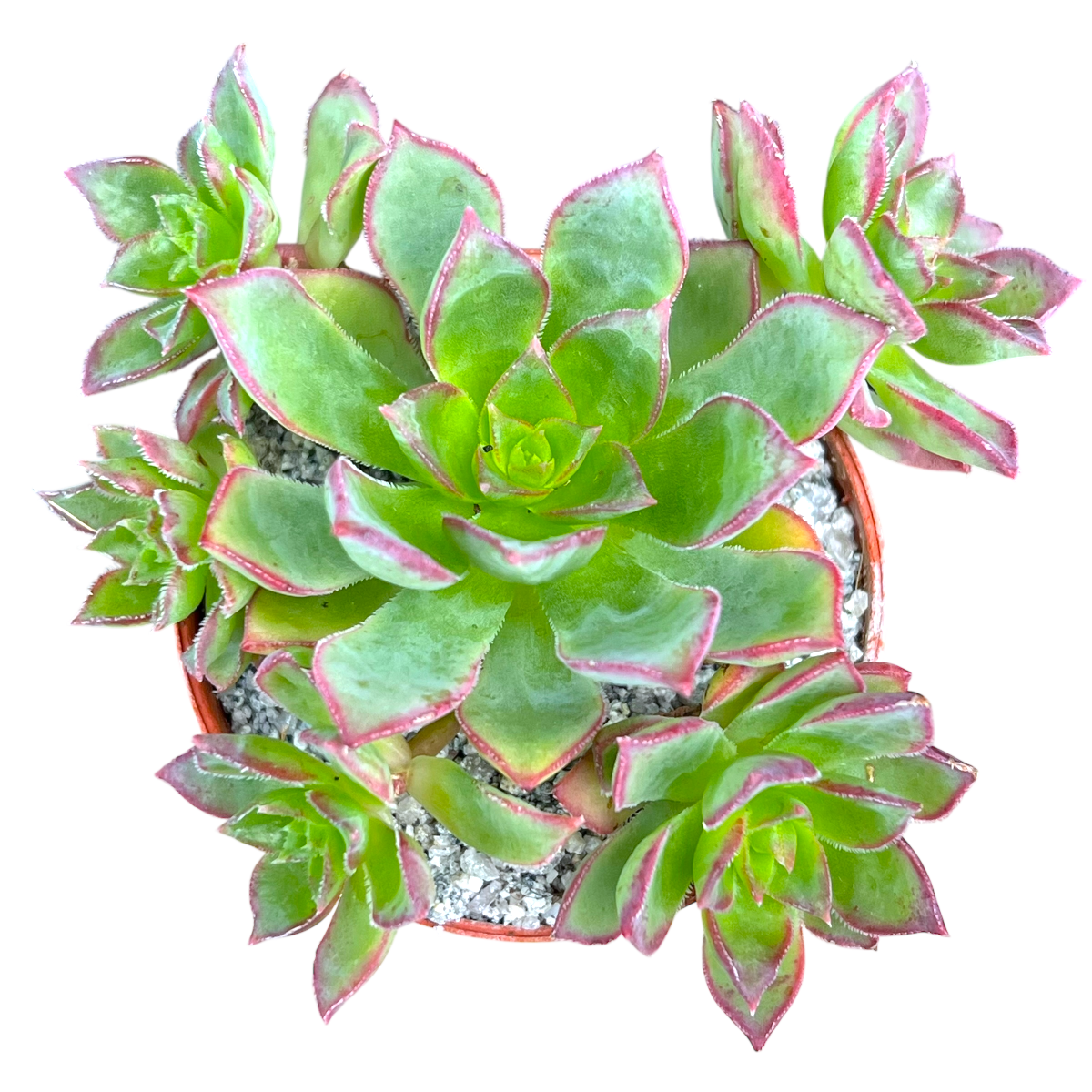 Aeonium 'Cornish Pixie'