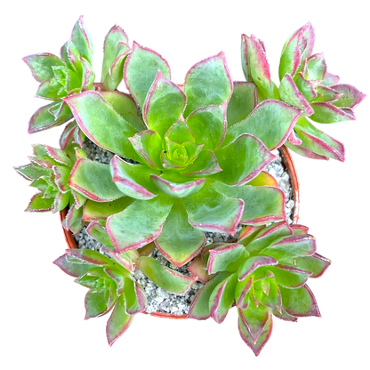 Aeonium 'Cornish Pixie'
