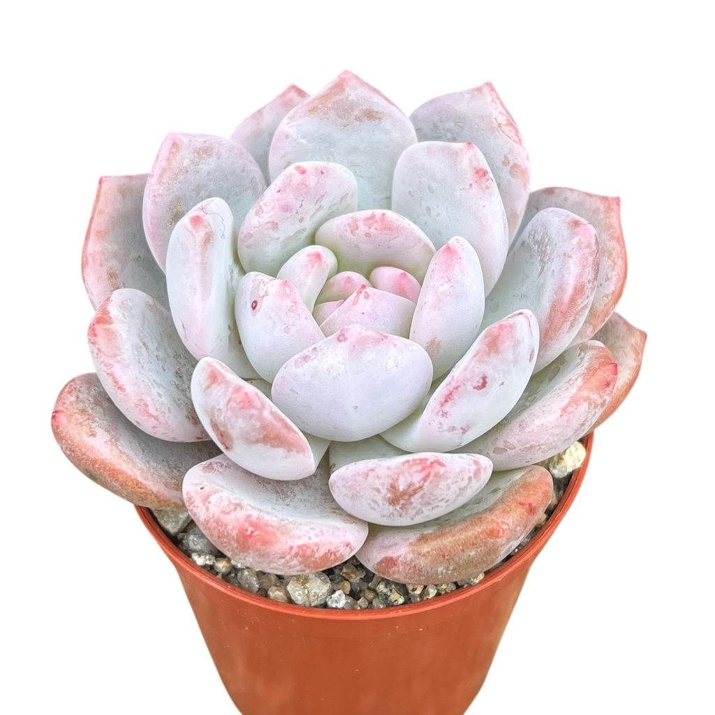 Echeveria 'Monroe'