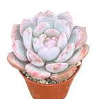Echeveria 'Monroe'