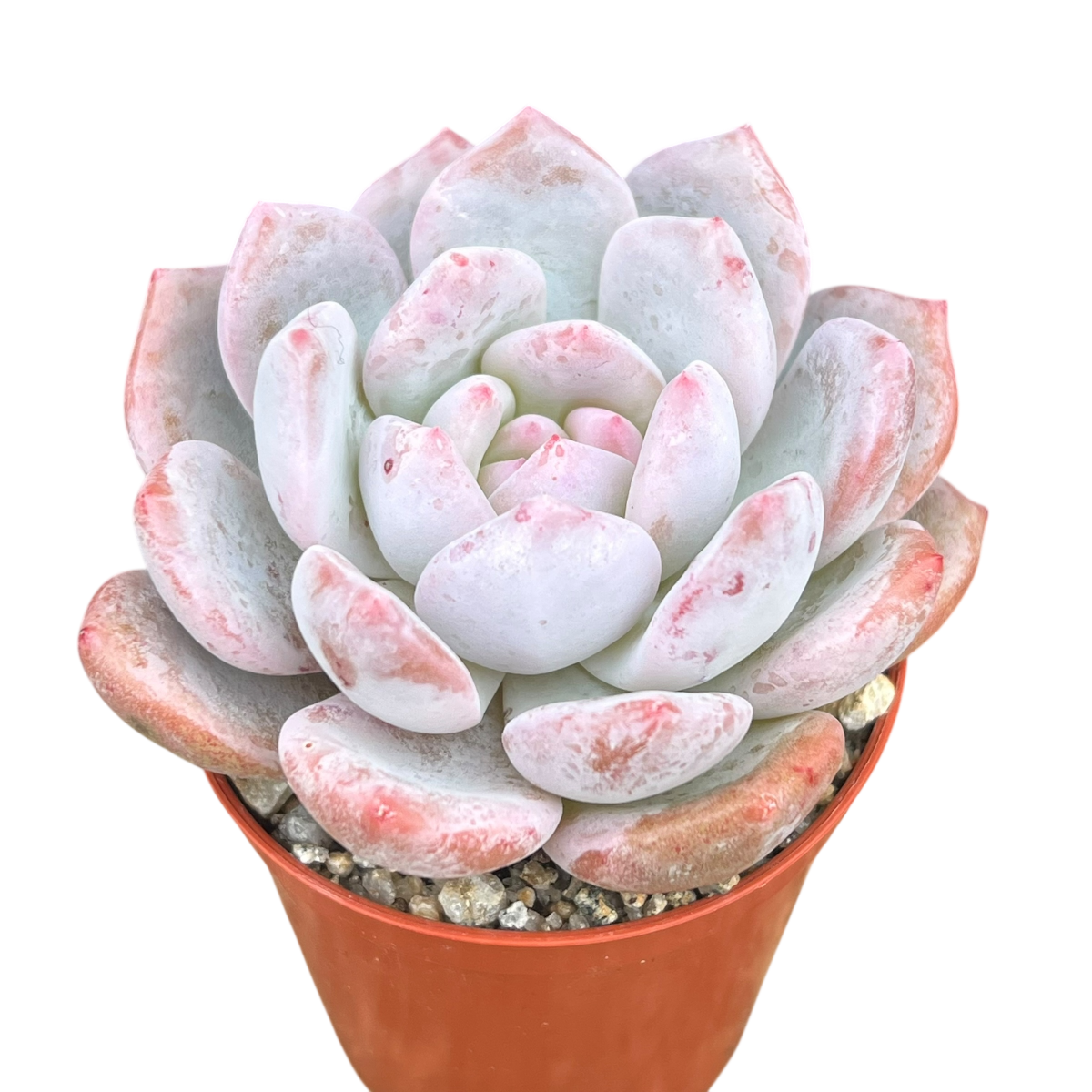 Echeveria 'Monroe'