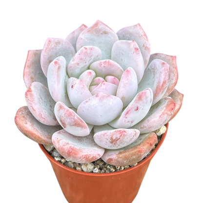 Echeveria 'Monroe'
