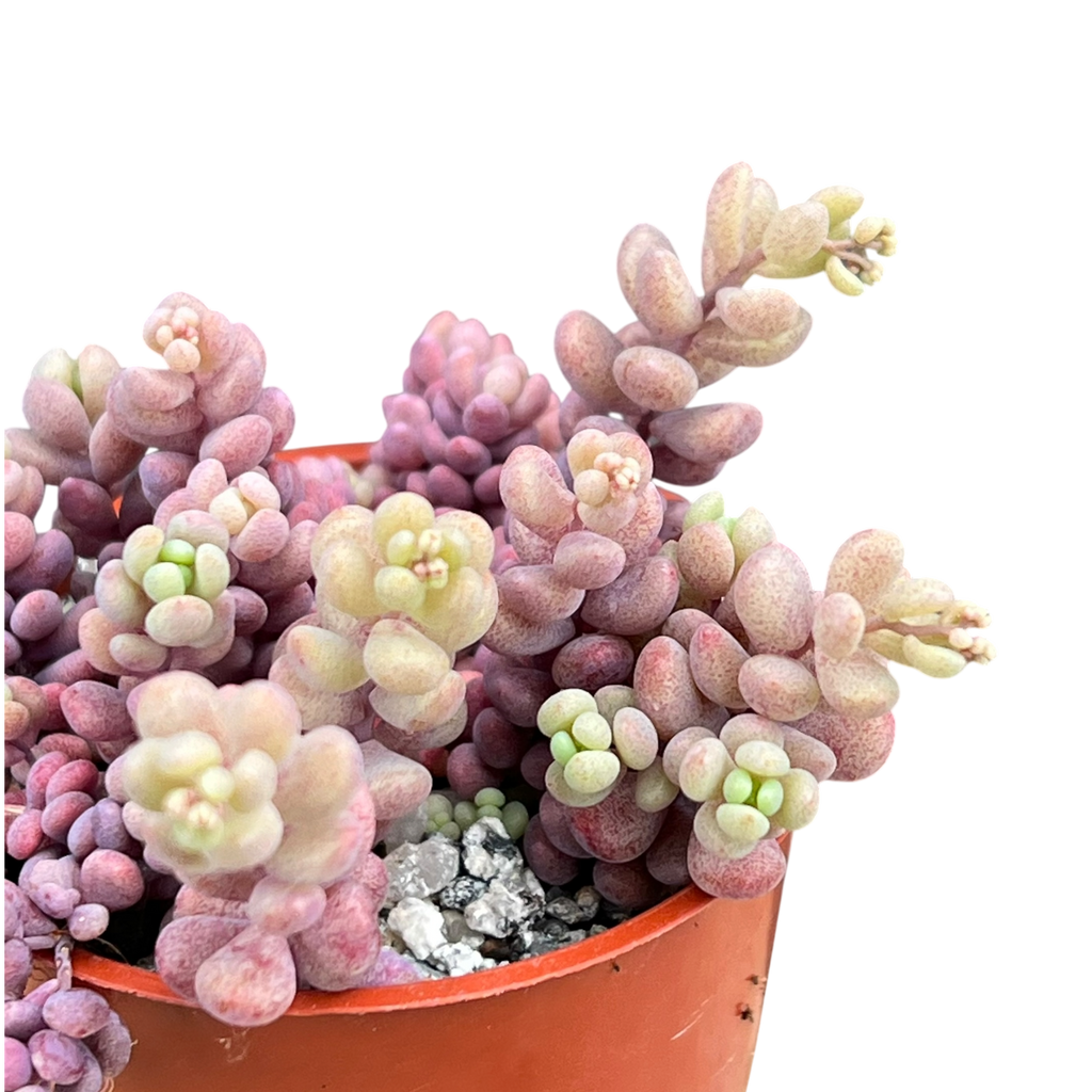 Sedum dasyphyllum major