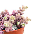 Sedum dasyphyllum major
