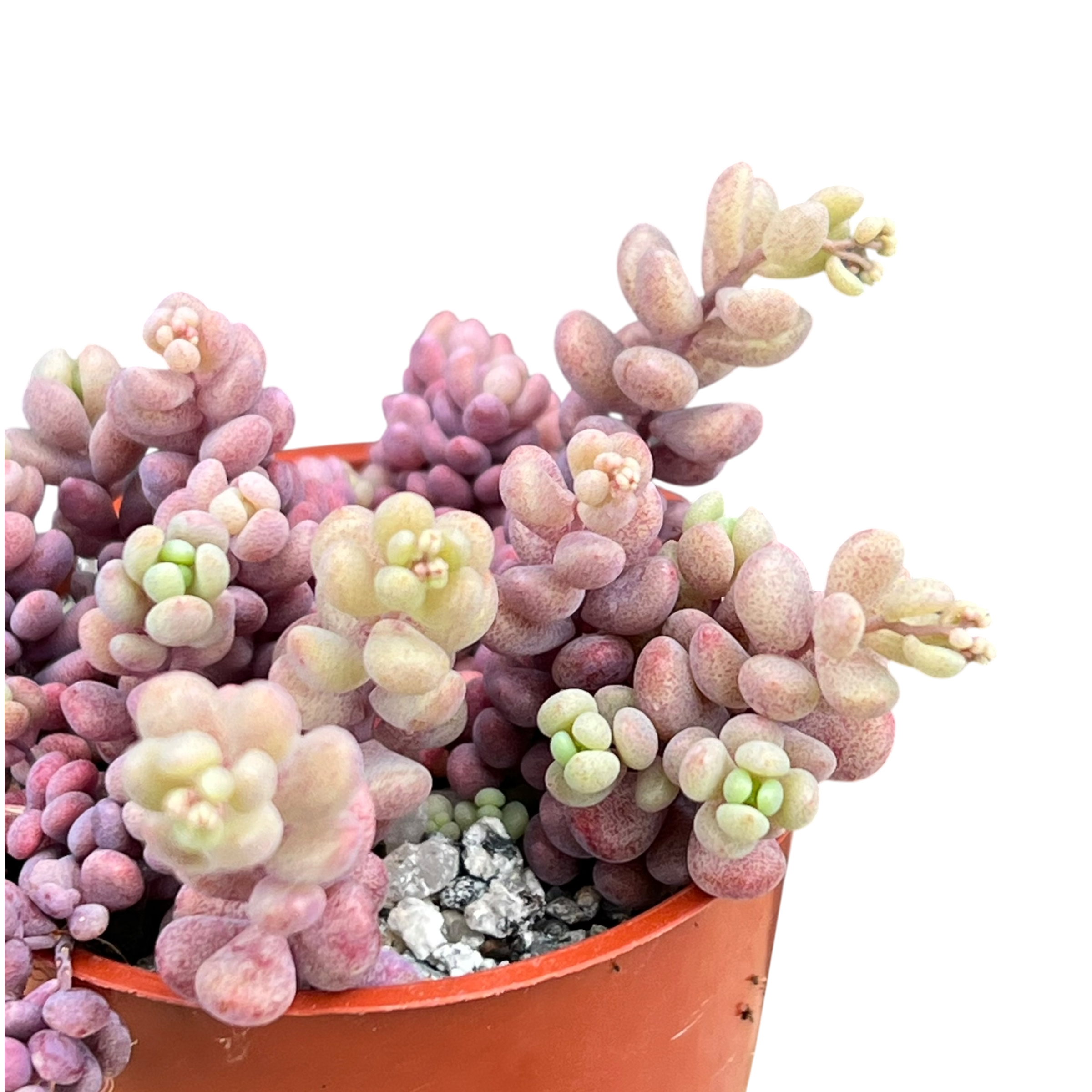 Sedum dasyphyllum major