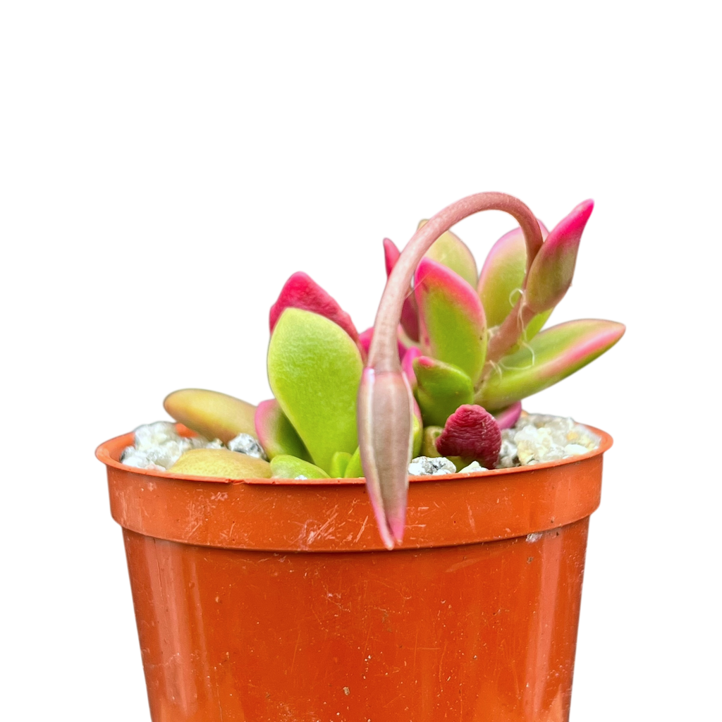 Anacampseros telephiastrum variegata