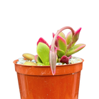 Anacampseros telephiastrum variegata