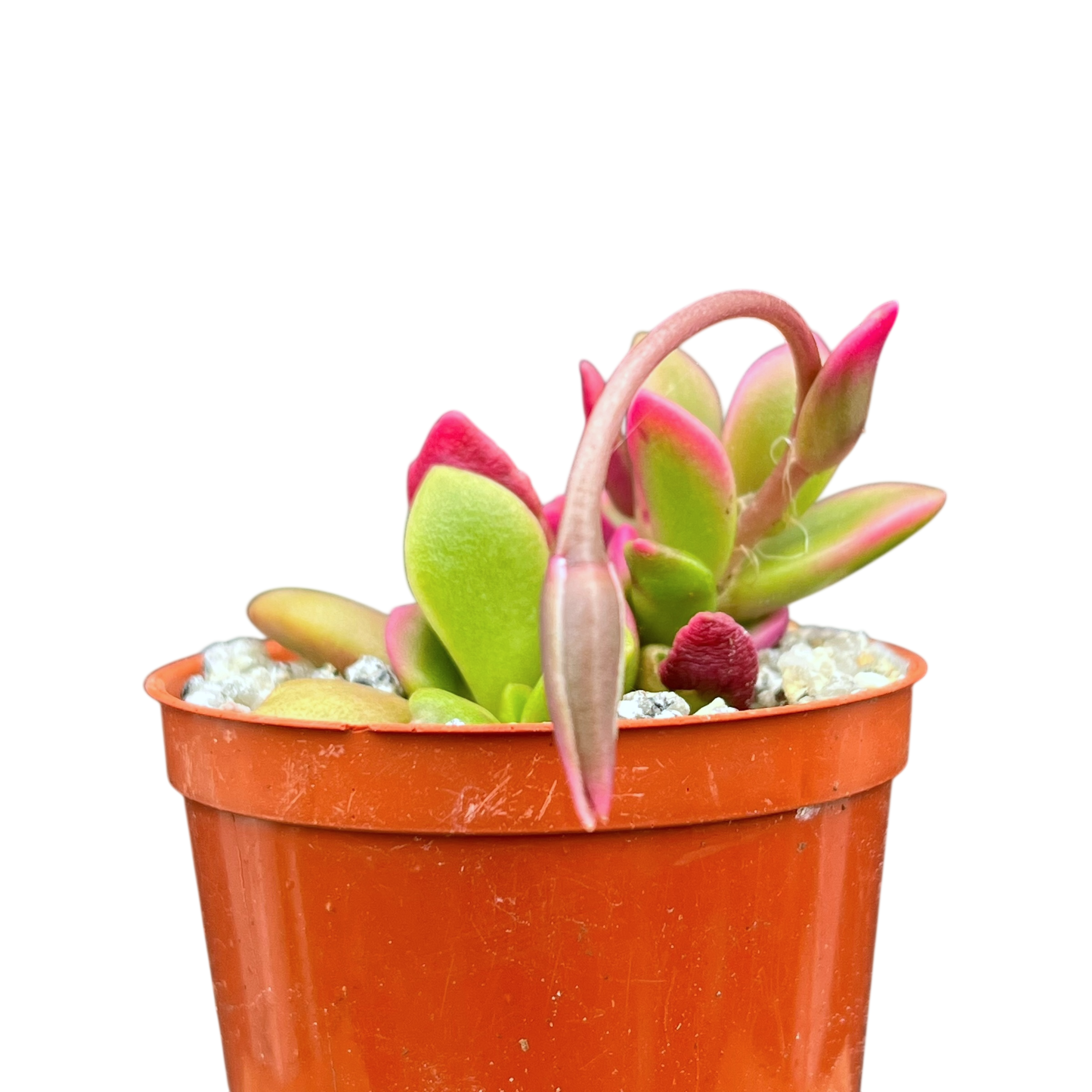 Anacampseros telephiastrum variegata