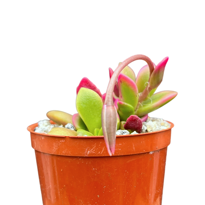 Anacampseros telephiastrum variegata