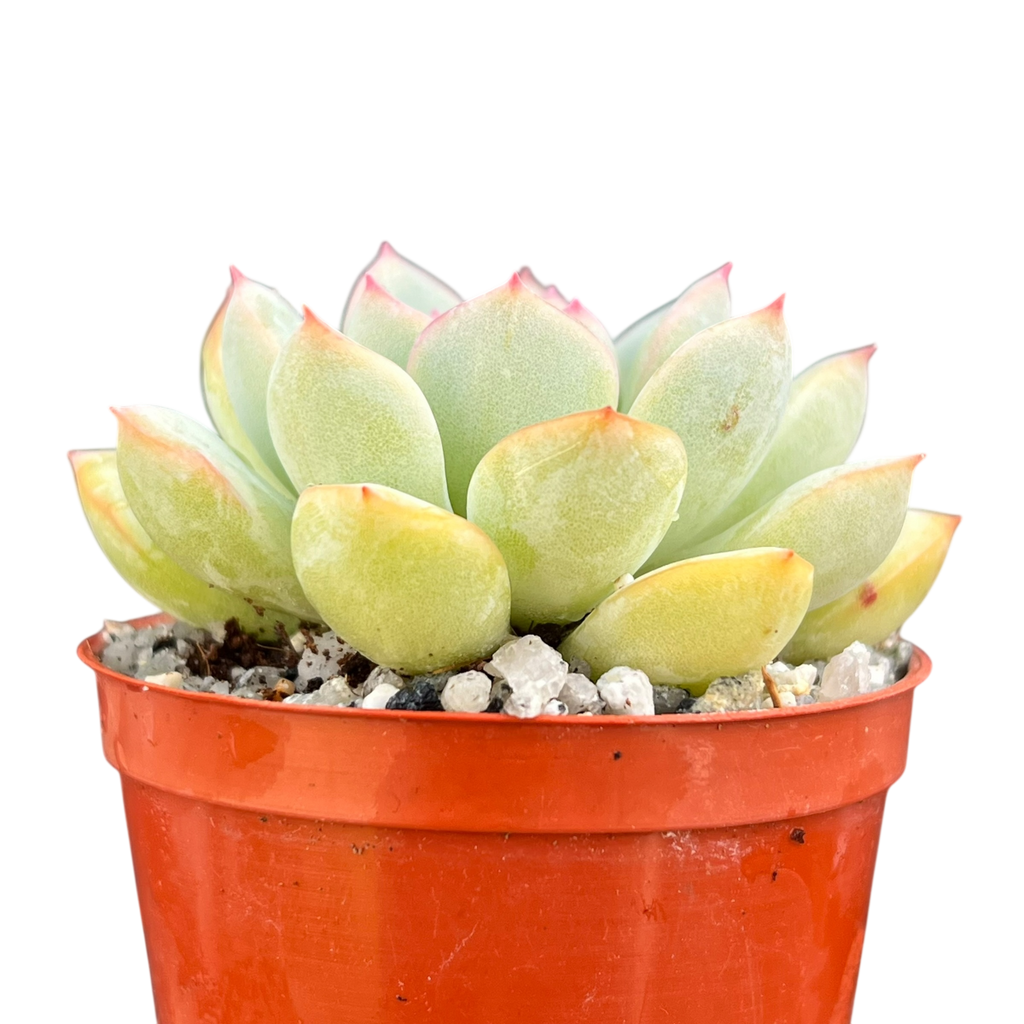 Echeveria 'Apus'