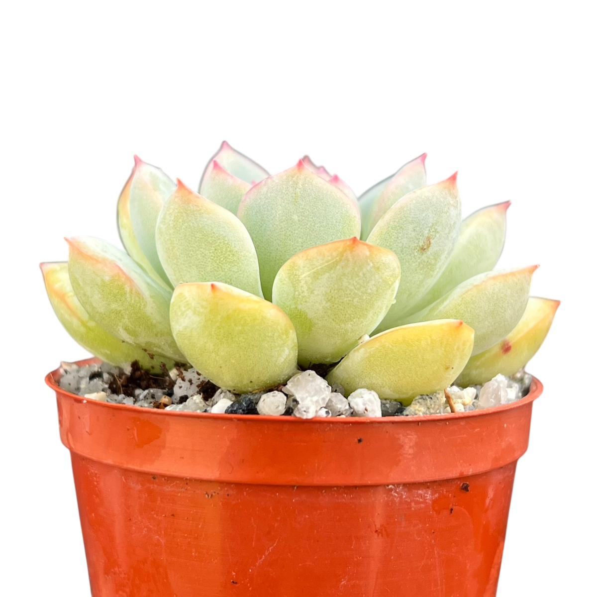 Echeveria 'Apus'