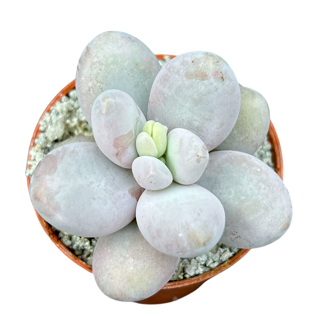 Pachyphytum oviferum | Moonstones
