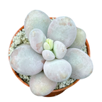 Pachyphytum oviferum | Moonstones