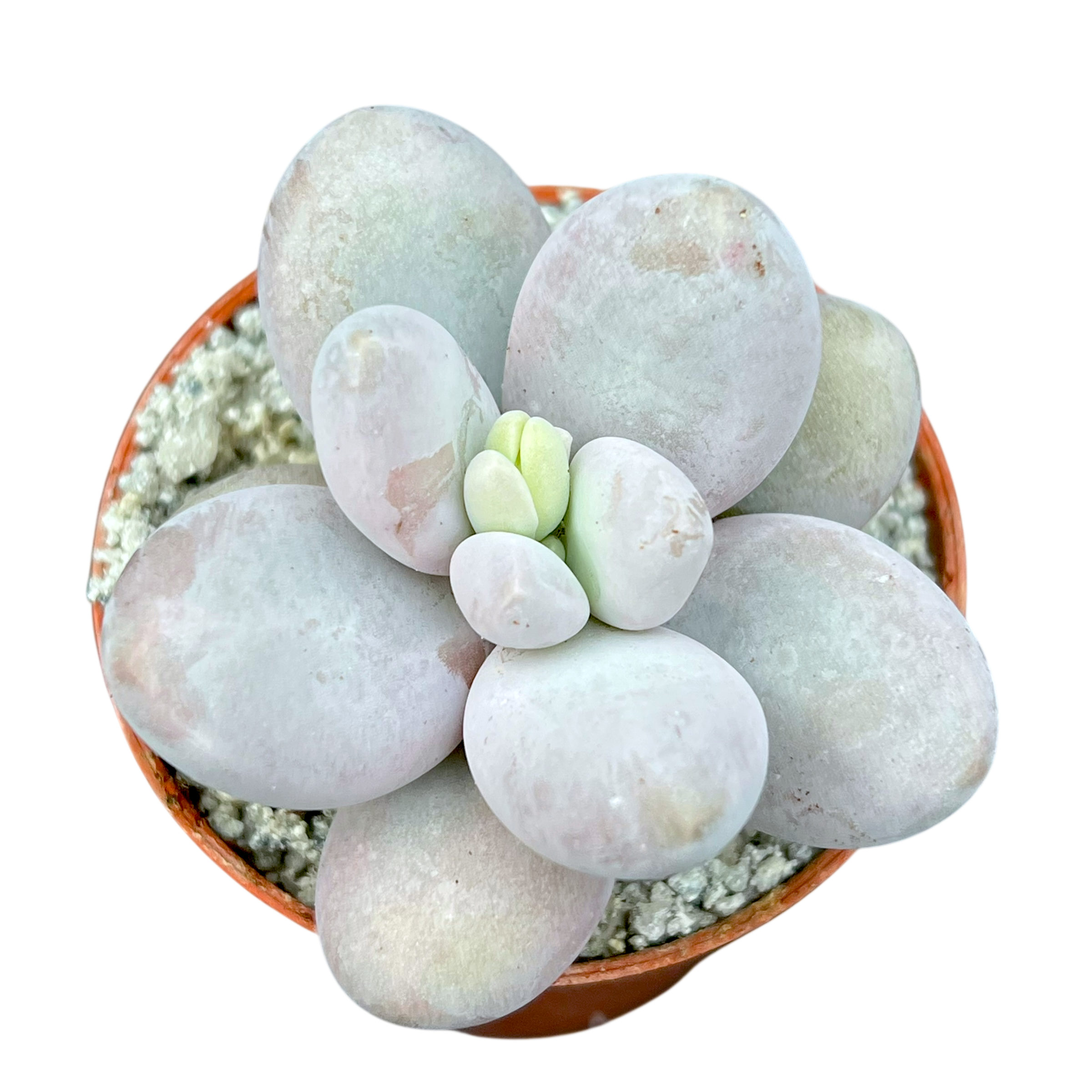 Pachyphytum oviferum | Moonstones