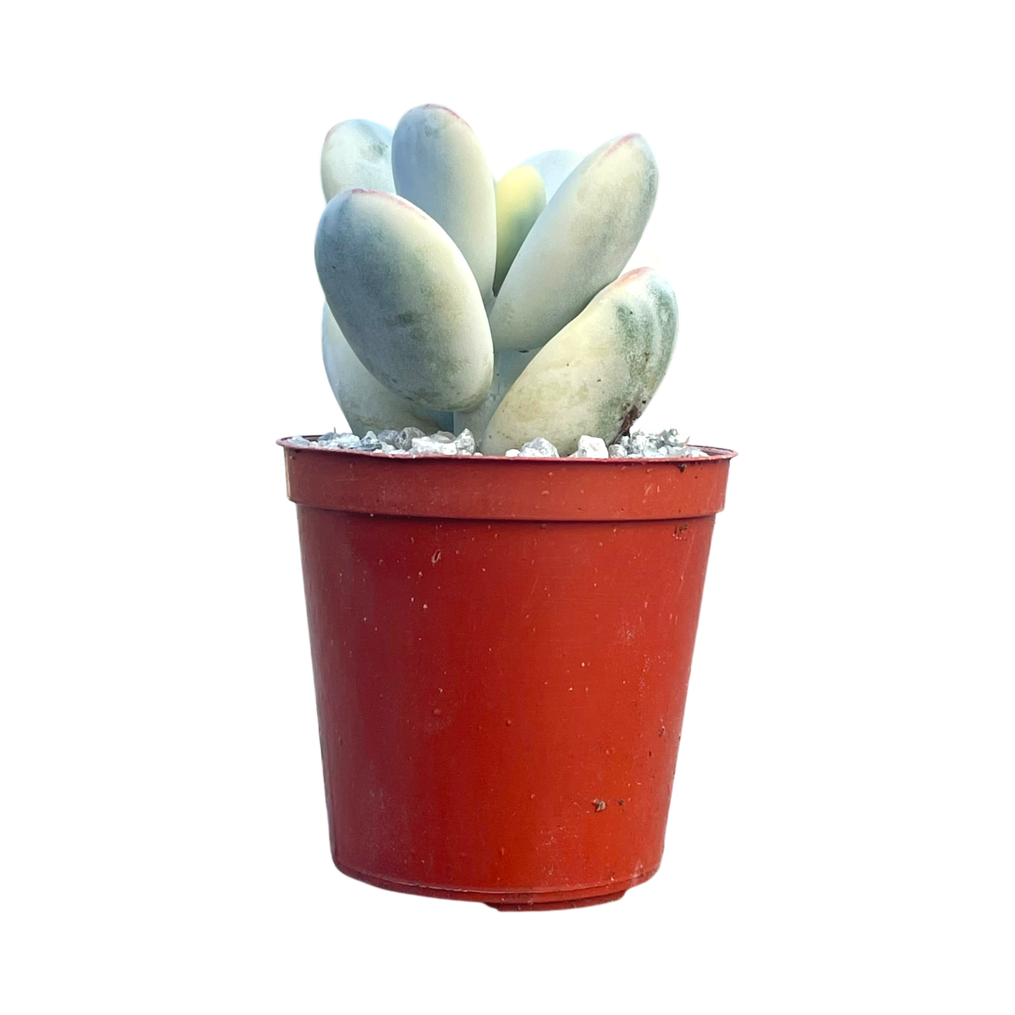 Cotyledon orbiculata 'Unicorn Poop'