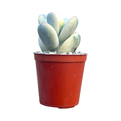 Cotyledon orbiculata 'Unicorn Poop'