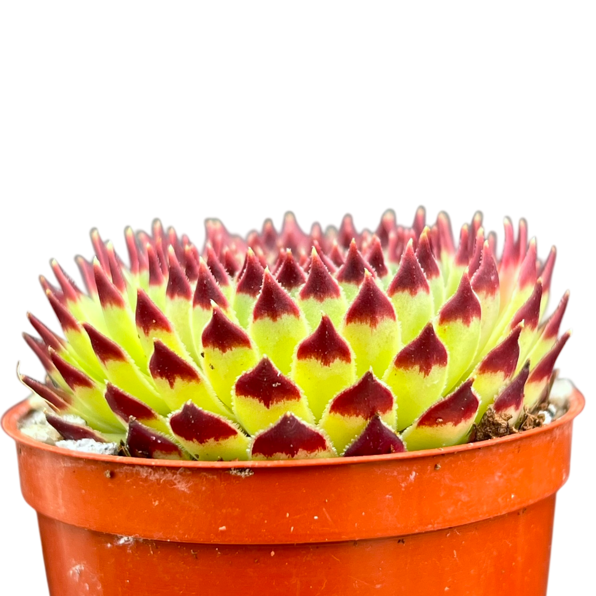 センペルビウム カルカレウム 'エクストラ' – Surreal Succulents センペルビウム カルカレウム 'エクストラ' – Surreal Succulents