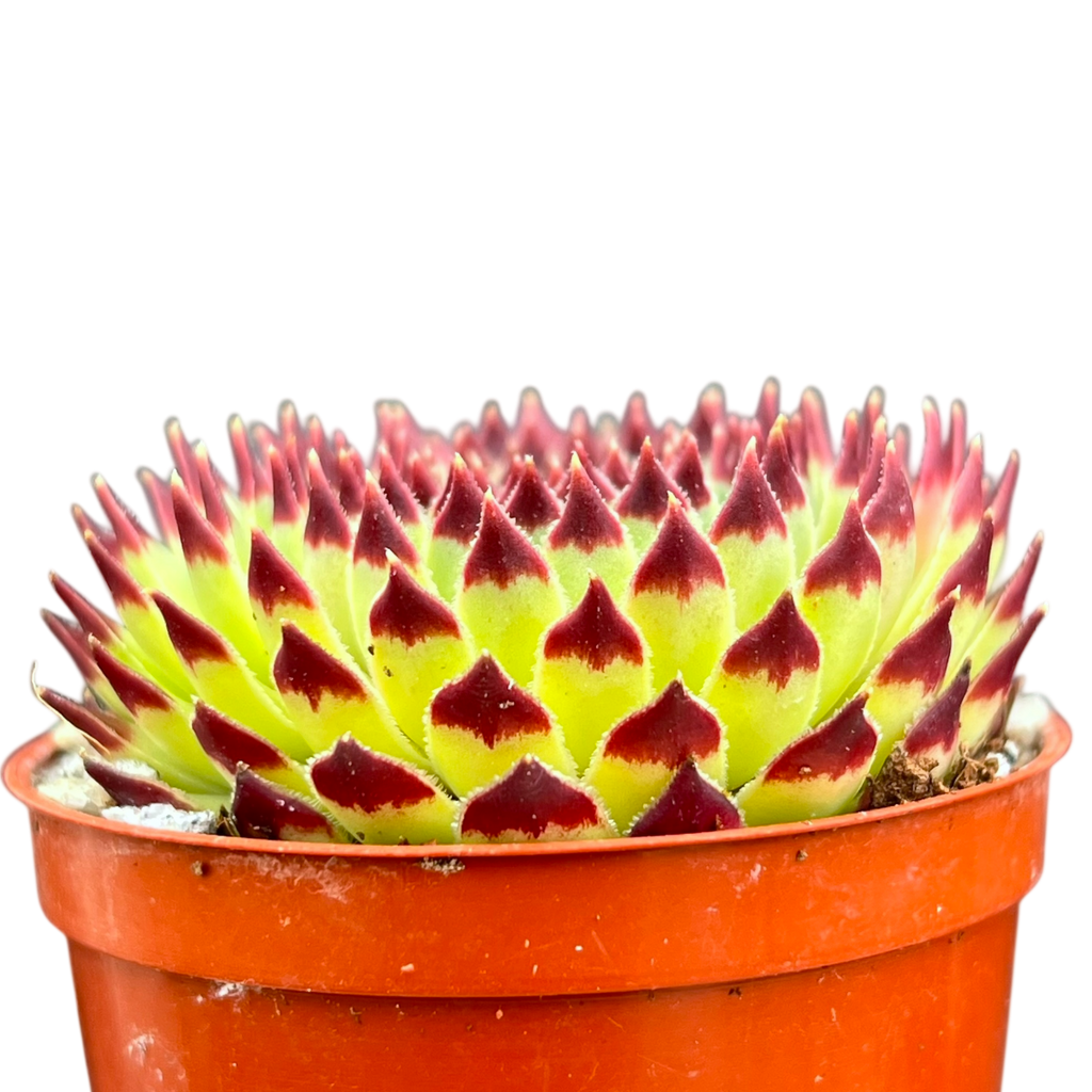 Sempervivum calcareum 'Extra'