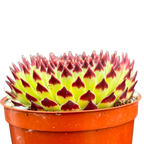 Sempervivum calcareum 'Extra'