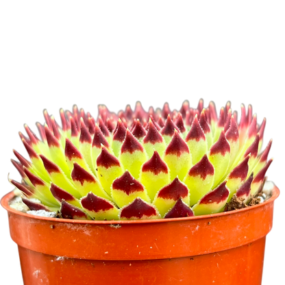 Sempervivum calcareum 'Extra'
