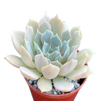 Echeveria 'Galileo'