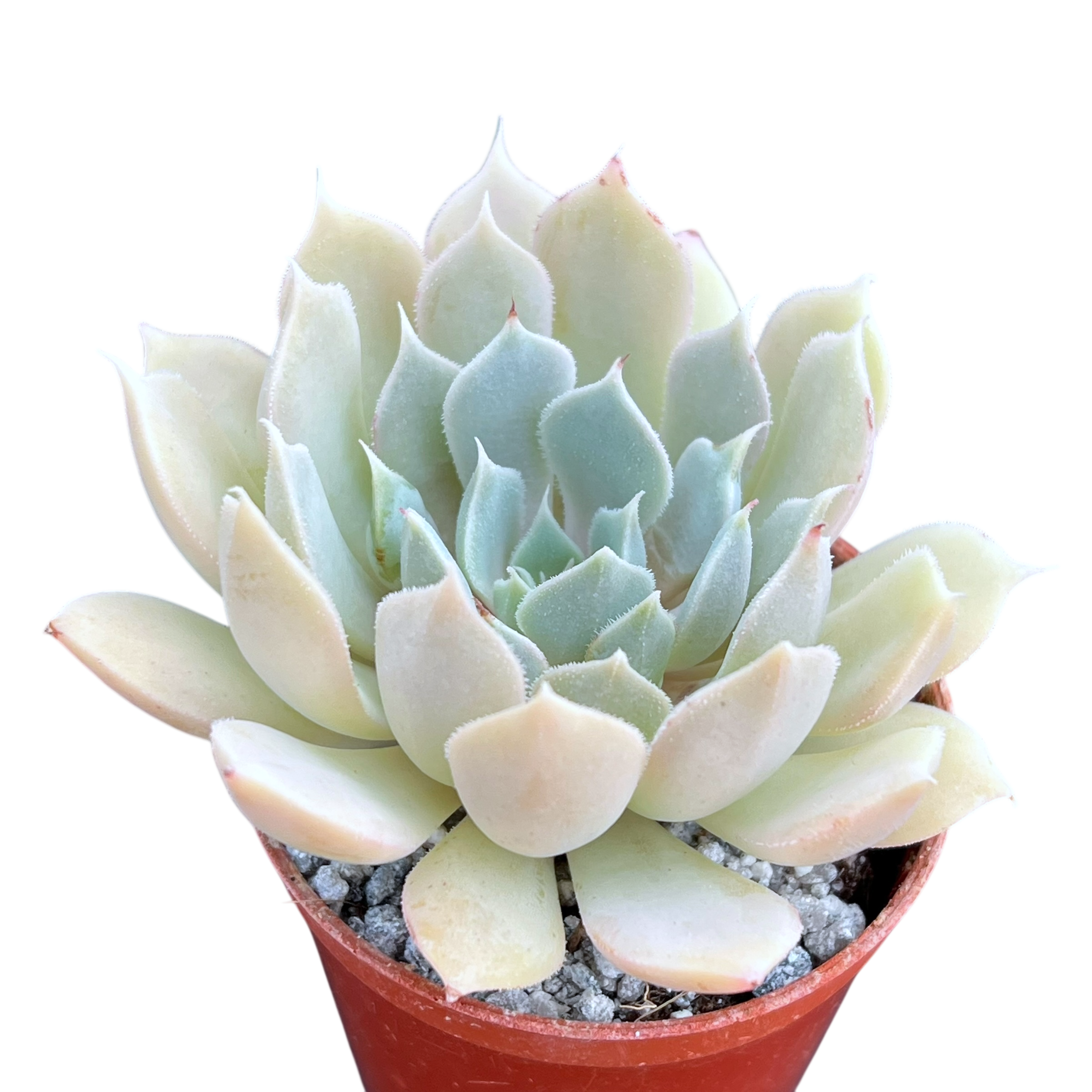 Echeveria 'Galileo'