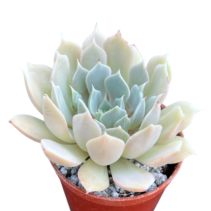 Echeveria 'Galileo'