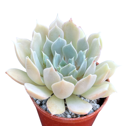 Echeveria 'Galileo'