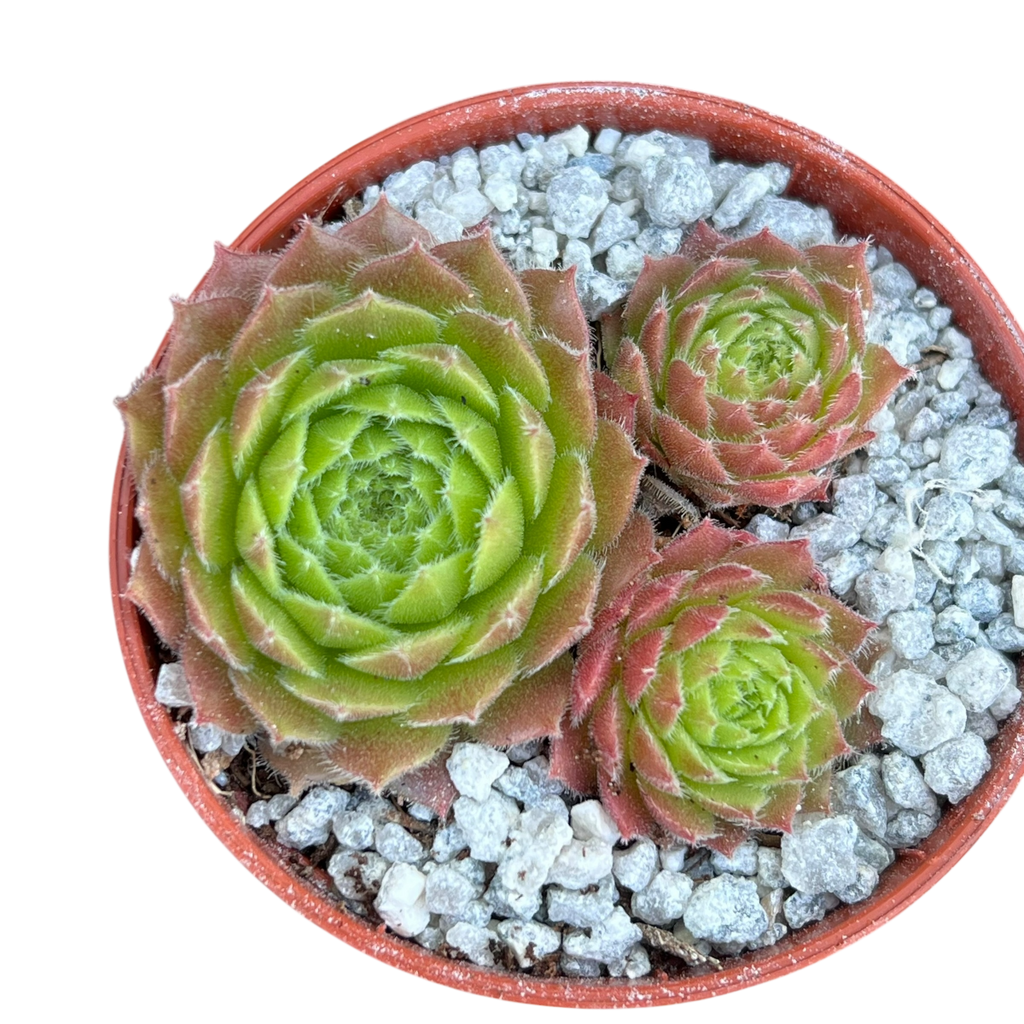 Sempervivum 'Frothy Coffee'