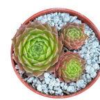 Sempervivum 'Frothy Coffee'