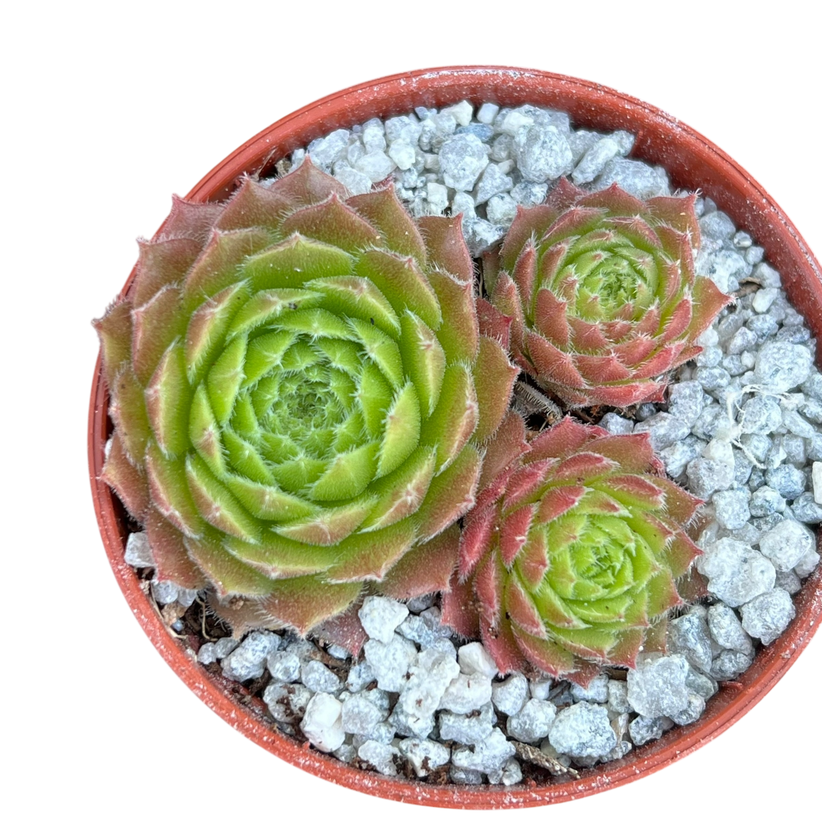 Sempervivum 'Frothy Coffee'