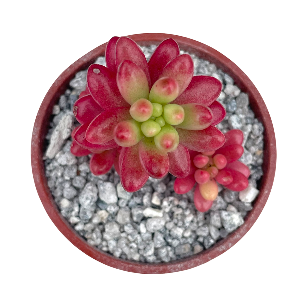 Sedum x rubrotinctum variegatum