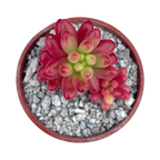 Sedum x rubrotinctum variegatum