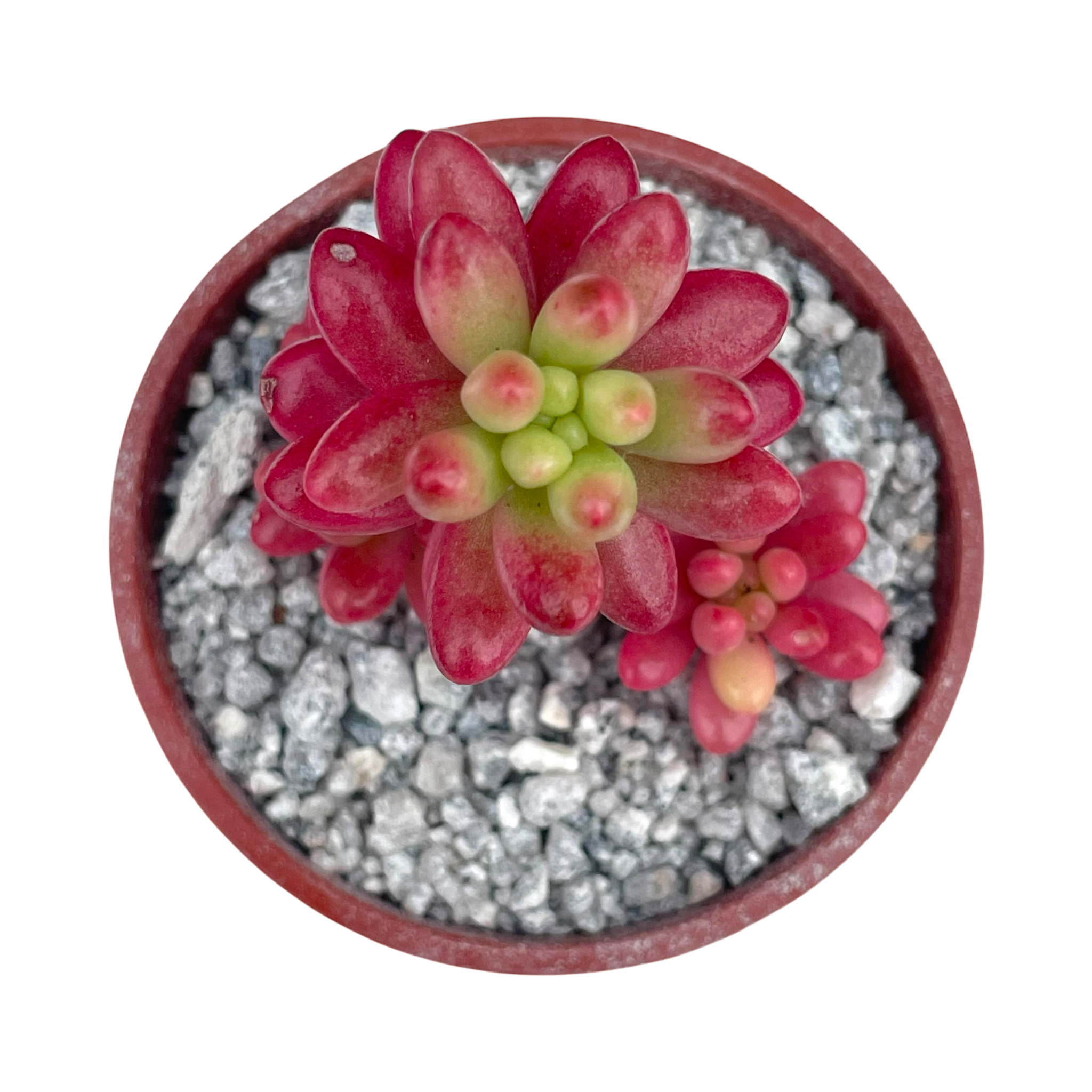 Sedum x rubrotinctum variegatum