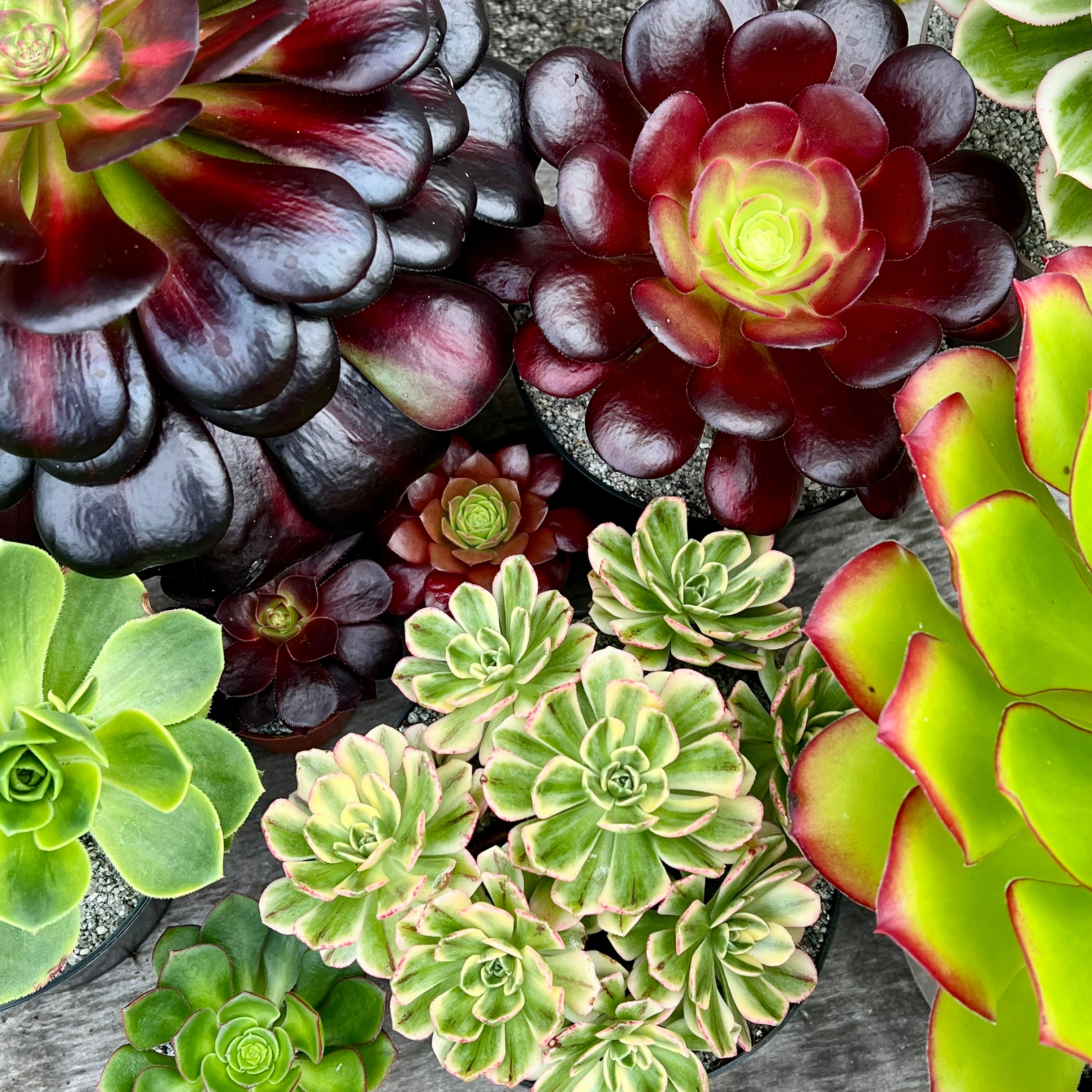 アエオニウムお楽しみセット – Surreal Succulents