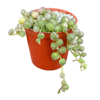 Curio rowleyanus 'Variegata'