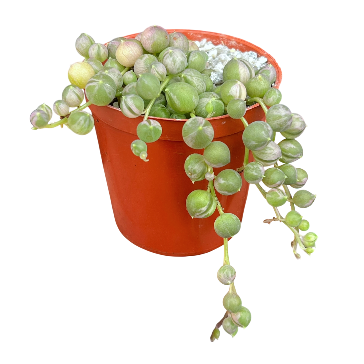 Curio rowleyanus 'Variegata'