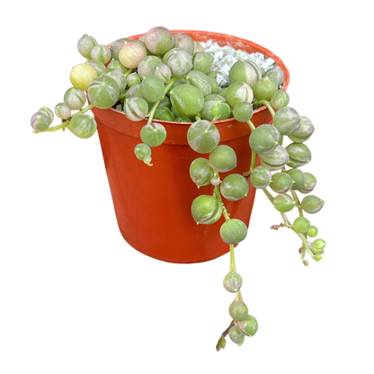 Curio rowleyanus 'Variegata'