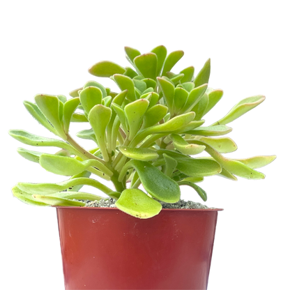 Aichryson aizoides