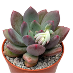 x Pachyveria 'Thunderbird'