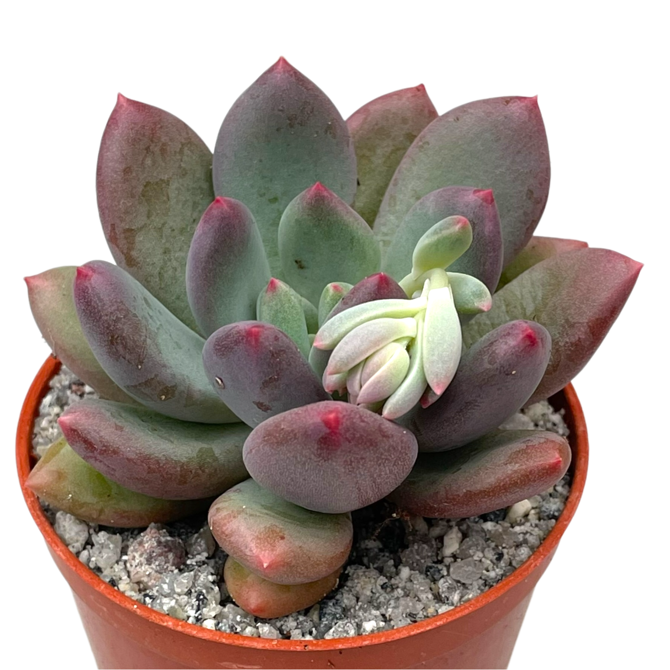 x Pachyveria 'Thunderbird'